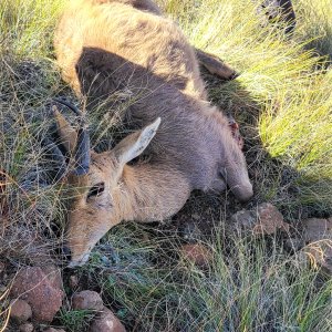 Grey Rhebok Hunt Eastern Cape South Africa