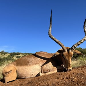 Impala Hunt South Africa