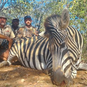 Zebra Hunt South Africa