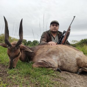 Bushbuck Hunt Eastern Cape South Africa