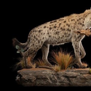 Spotted Hyena Full Mount & Impala Skull Taxidermy