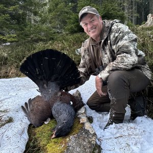 Austrian Capercaillie (Auerhahn)