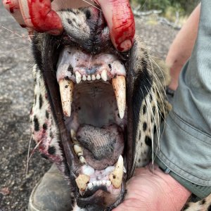 Leopard Teeth