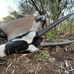 Oryx With Zana Botes Safari