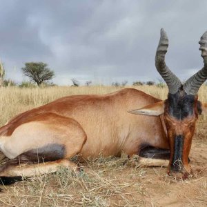 Red Hartebeest with Zana Botes Safari