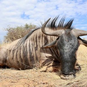 Blue Wildebeest with Zana Botes Safari