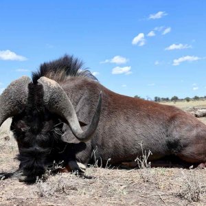 Black Wildebeest with Zana Botes Safari