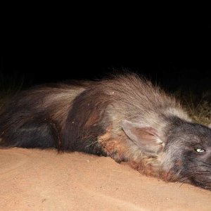 Brown Hyena with Zana Botes Safari