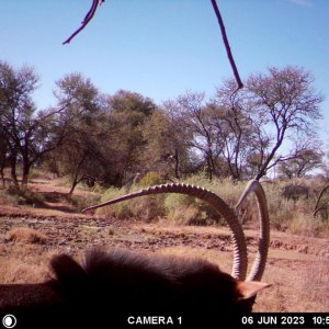 Sable Trail Camera