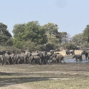 Elephant Herd Namibia