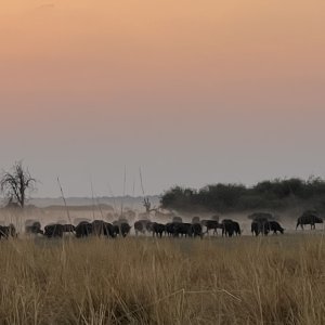 Buffalo Namibia
