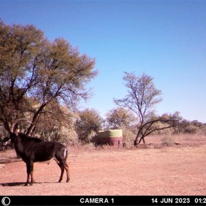 Sable Trail Camera South Africa