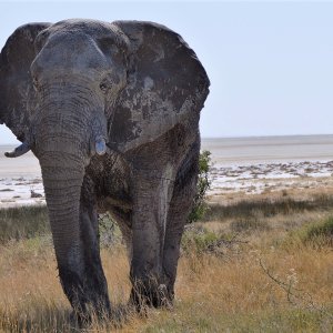 Angry Elephant Namibia
