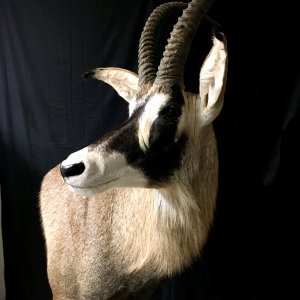 Sable & Roan Pedestal Mount Taxidermy