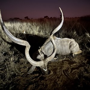 Kudu Hunt Kalahri South Africa