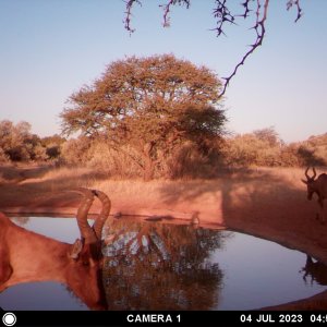 Red Hartebeest Trail Camera