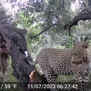 Zambia - Luangwa valley 2023 leopard