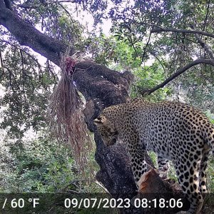 Zambia - Luangwa valley 2023 leopard