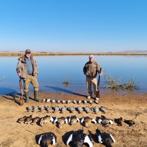 Mixed bag waterfowl shooting South Africa