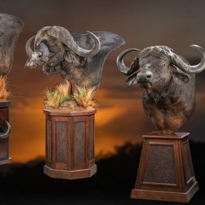 Buffalo Pedestal Mounts Taxidermy