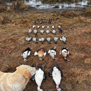 Waterfowl shooting South Africa