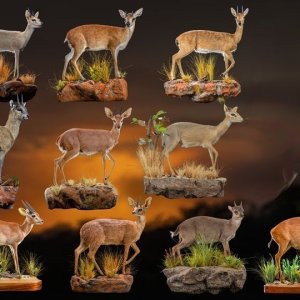 Tiny Ten South Africa Full Mount Taxidermy