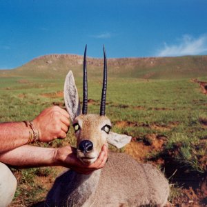 Vaal Rhebuck Hunt KwaZulu-Natal South Africa