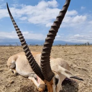 Grant's Gazelle Hunt Tanzania