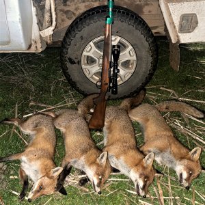 Fox Hunting Australia