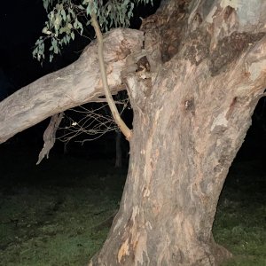 Fox In Tree Australia