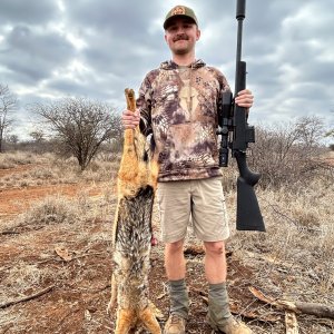 Jackal Hunting South Africa