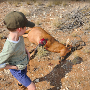 Red Hartebeest Hunt Namibia