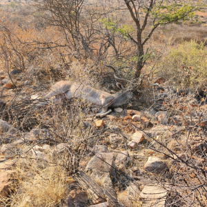 Kudu Hunt Namibia