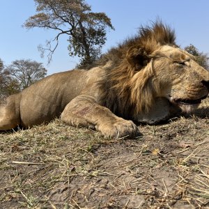 Lion Hunt Zambia