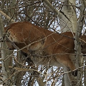 Mountain Lion