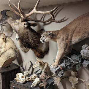 Mountain Lion Full Mount Taxidermy