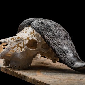 African Buffalo Skull Carved Taxidermy