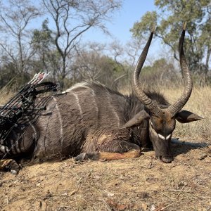 Nyala Bow Hunt South Africa