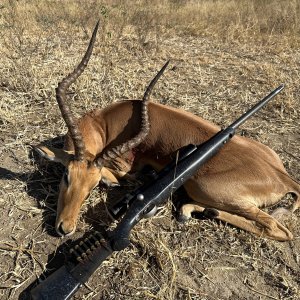 Impala Hunt Charara Zimbabwe