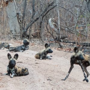 Wild Dogs Mozambique