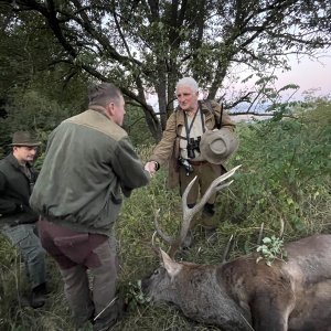 Carpathian Red Stag Hunt Romania