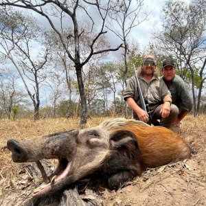 Bush Pig Hunt Selous Tanzania