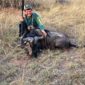 Bluw Wildebeest Hunting South Africa