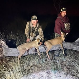 Steenbok Hunt South Africa