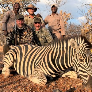 Burchell Zebra Hunt Namibia