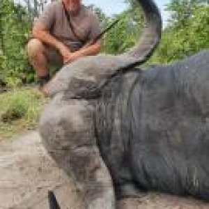 Buffalo Hunting Namibia