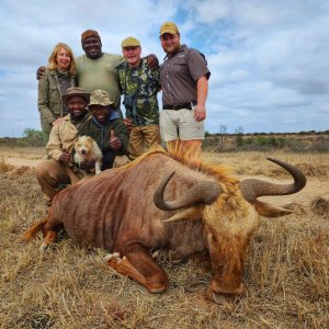 Golden Wildebeest Hunt South Africa