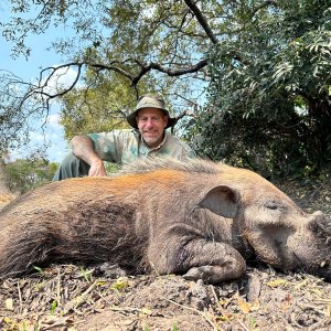 Bushpig Hunt Niassa Mozambique