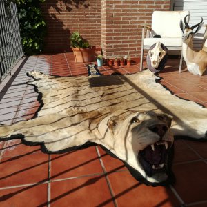 Lioness Rug Taxidermy