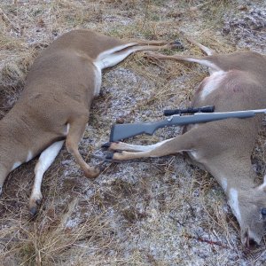 Sitka Deer Hunt Alaska